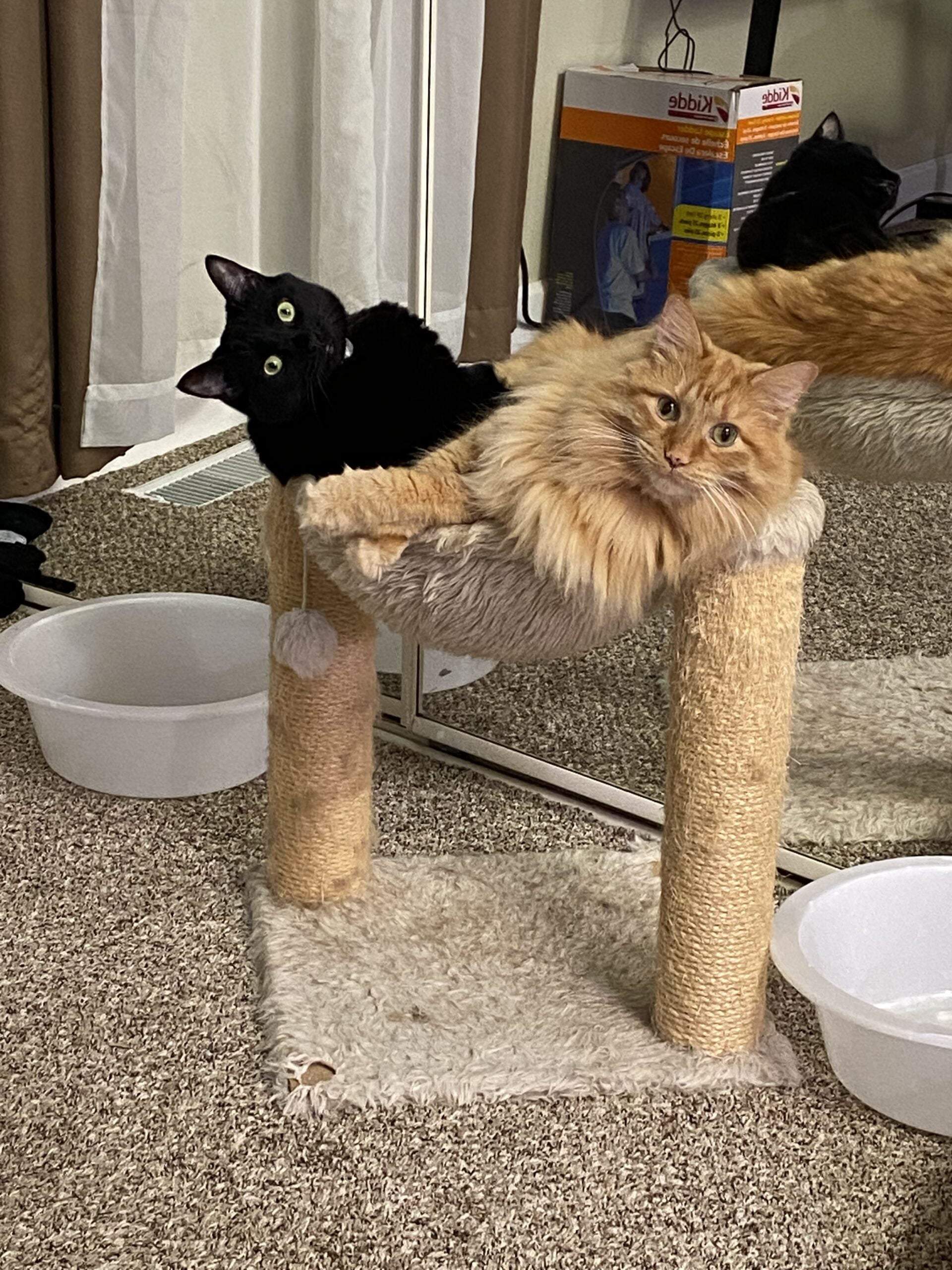 Photo Gallery Animal Emergency Center