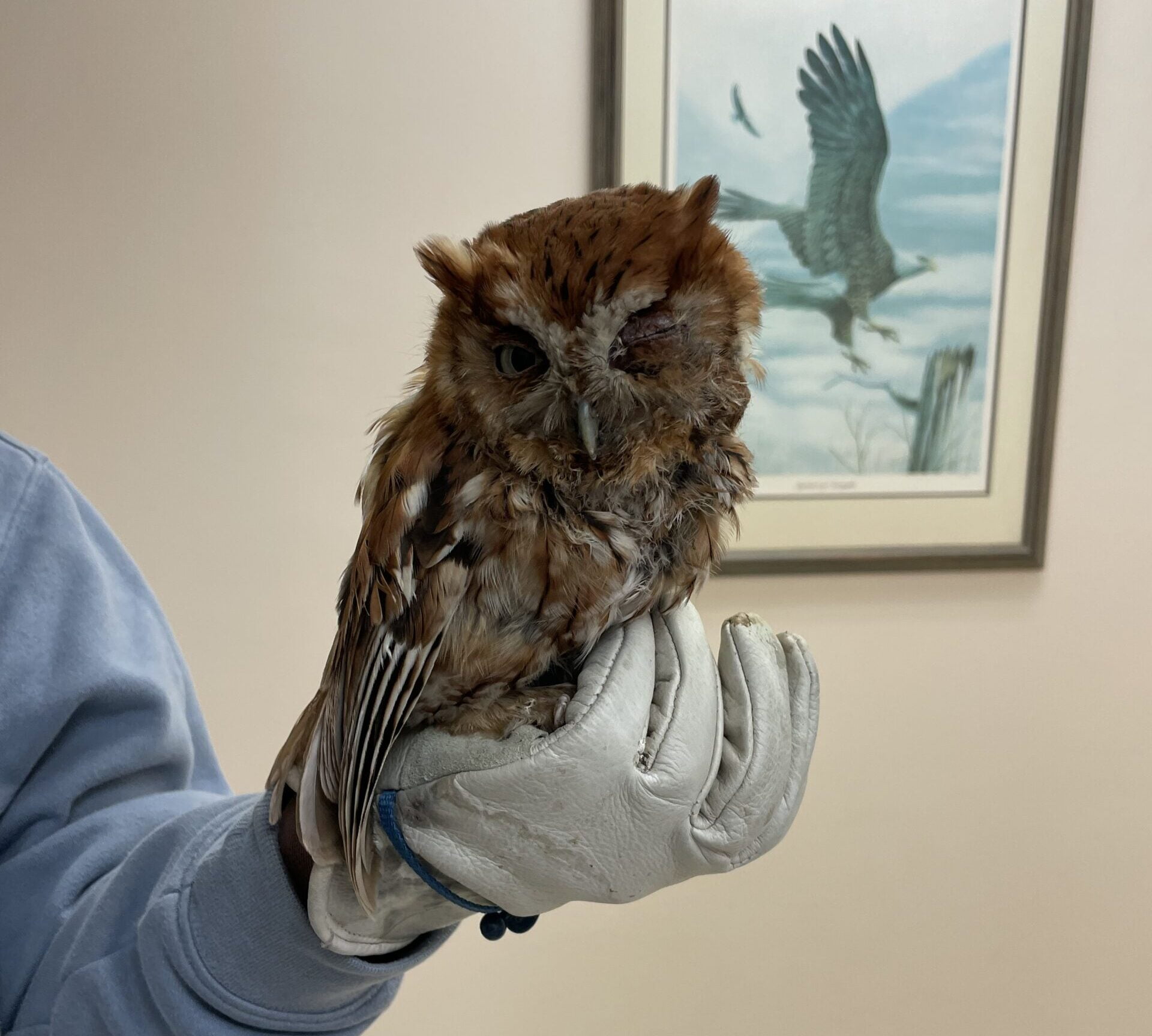 Photo Gallery Animal Emergency Center